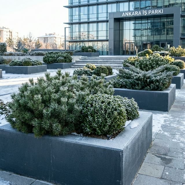 Büyük Boy Saksılar